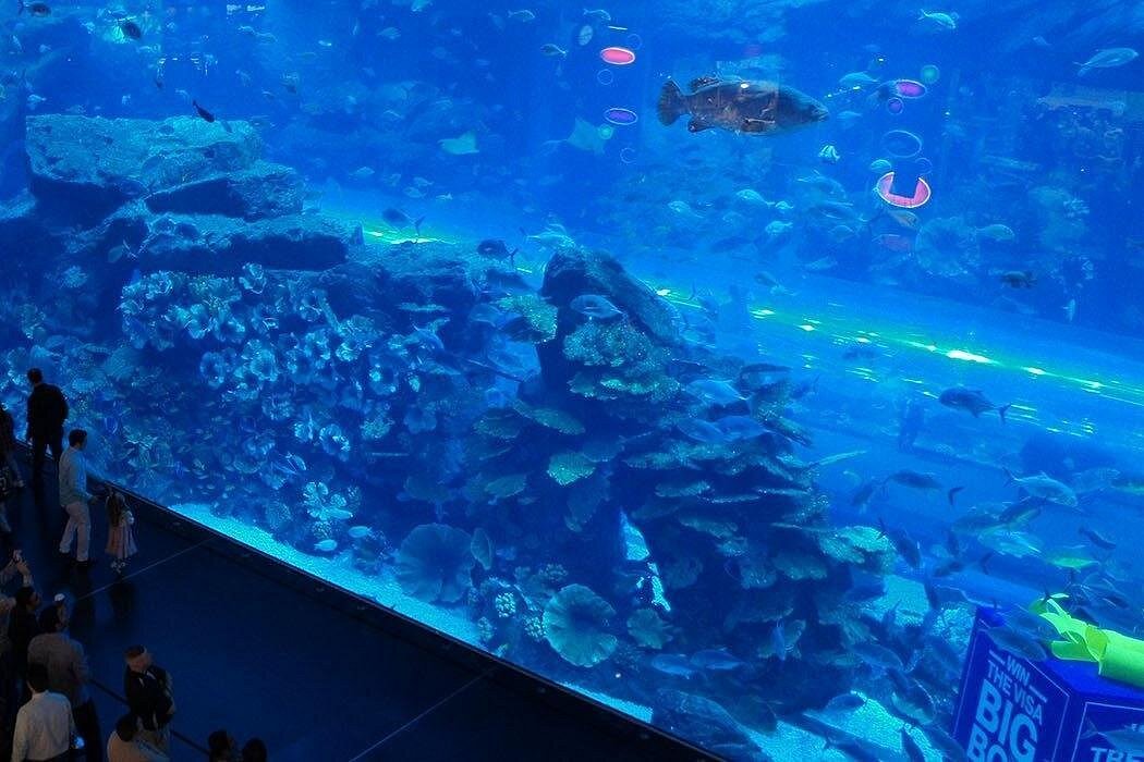Dubai Aquarium & Underwater Zoo Tickets 2