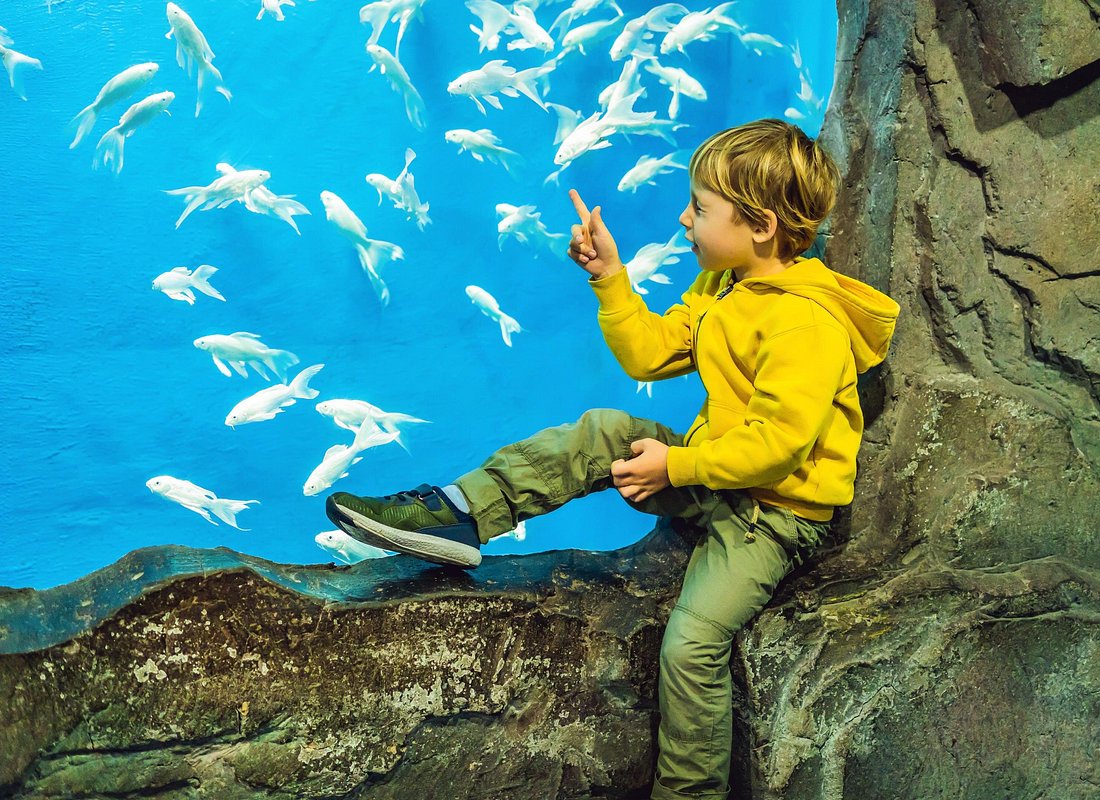 Dubai Aquarium & Underwater Zoo Tickets 5